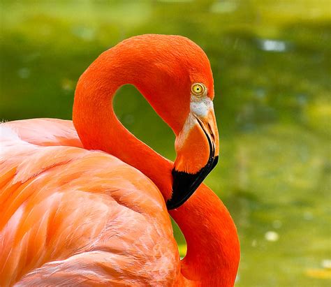 orange flamingo.